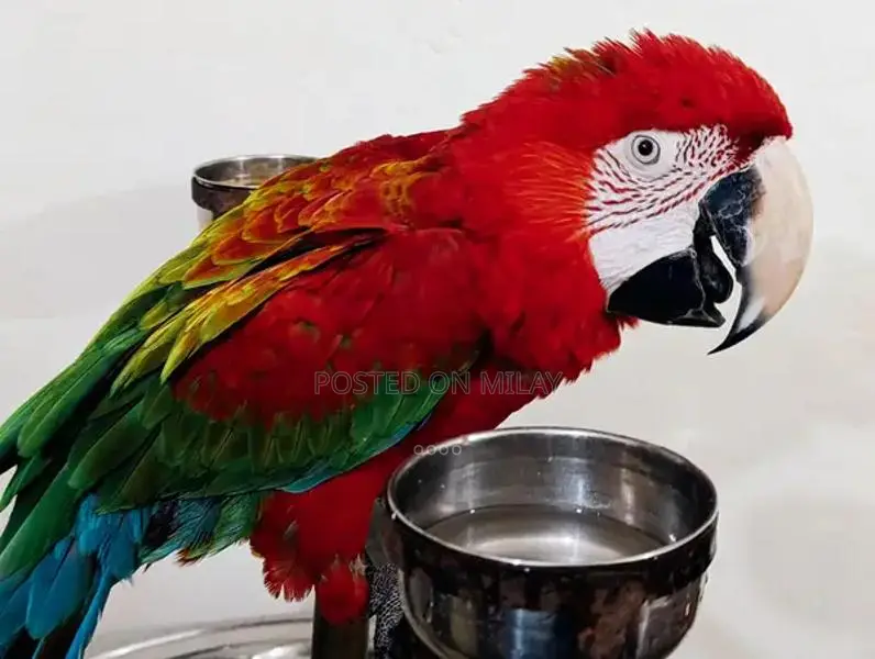 Green Wing Macaw Parrot - Talking and Tamed Pet Bird