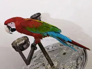 Green Wing Macaw Parrot - Talking and Tamed Pet Bird