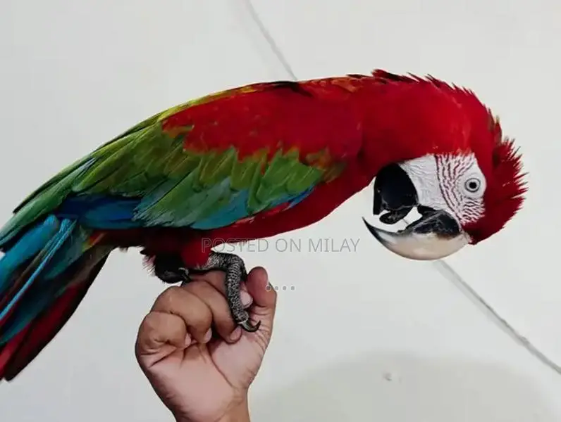 Green Wing Macaw Parrot - Talking and Tamed Pet Bird