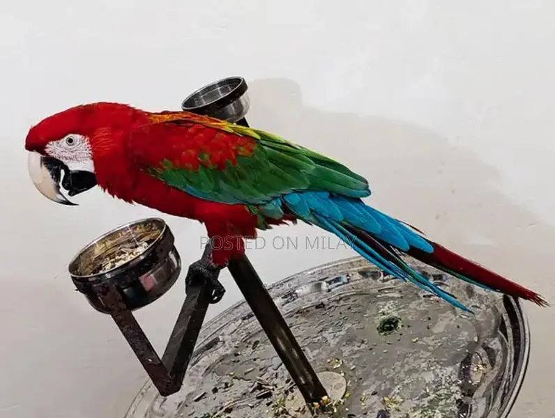 Green Wing Macaw Parrot - Talking and Tamed Pet Bird