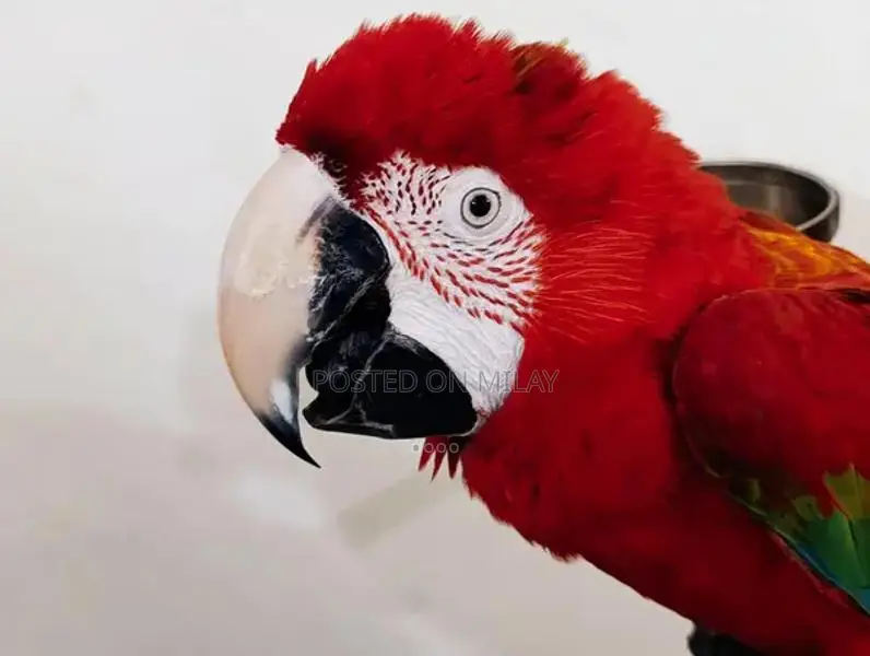 Green Wing Macaw Parrot - Talking and Tamed Pet Bird