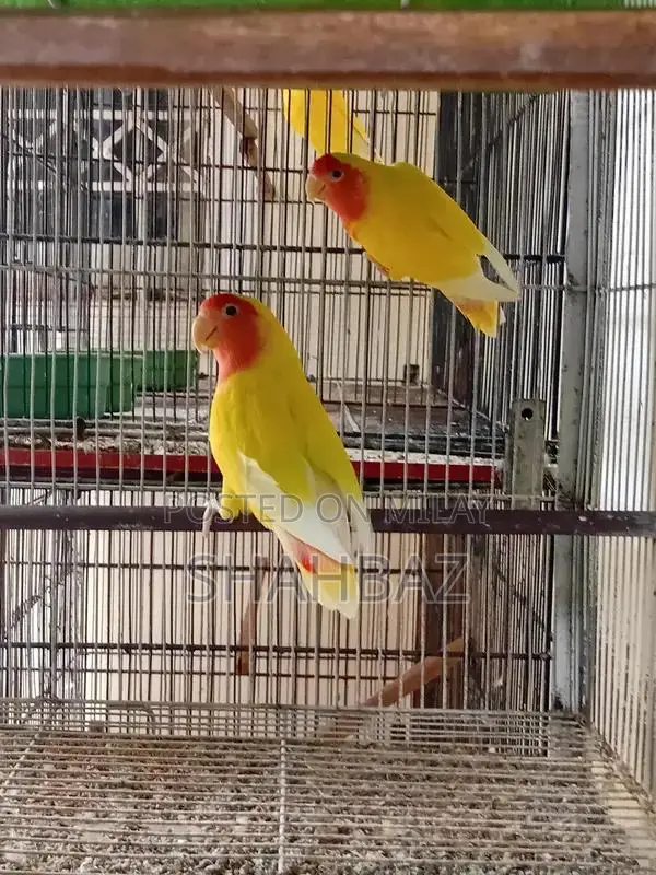 Lutino breeder pair