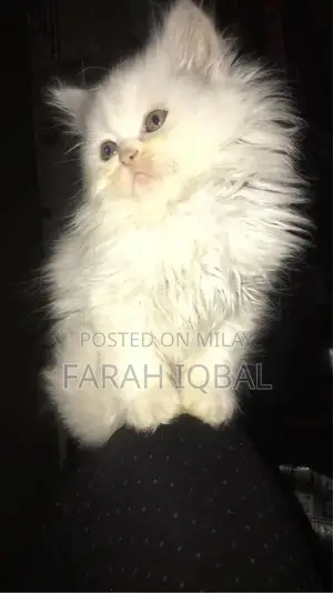Photo - Adorable White Persian Kitten with Blue Eyes