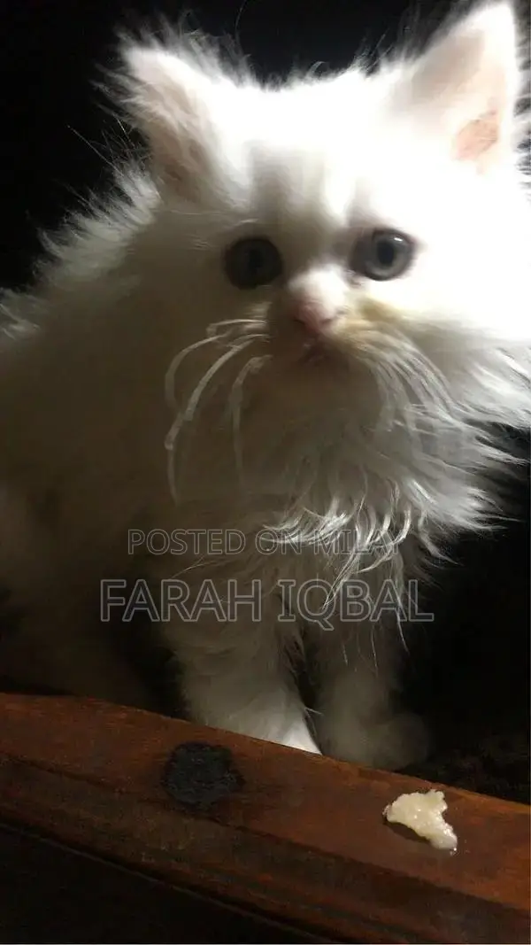 Adorable White Persian Kitten with Blue Eyes