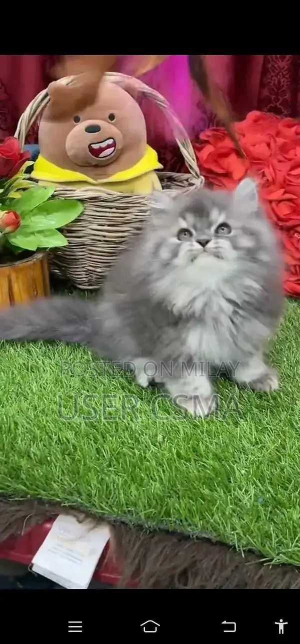 Persian  british punch face piki  kitten's WhatsApp