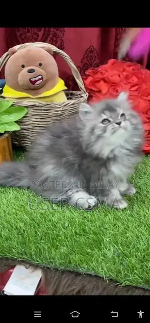 Persian  british punch face piki  kitten's WhatsApp