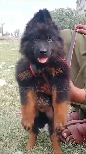 Photo - German shepherd puppies  my WhatsApp number