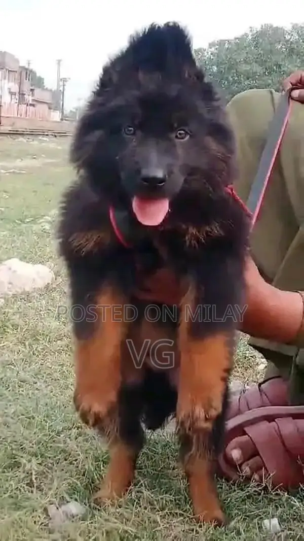 German shepherd puppies  my WhatsApp number