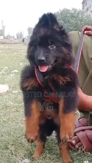 German shepherd puppies  my WhatsApp number