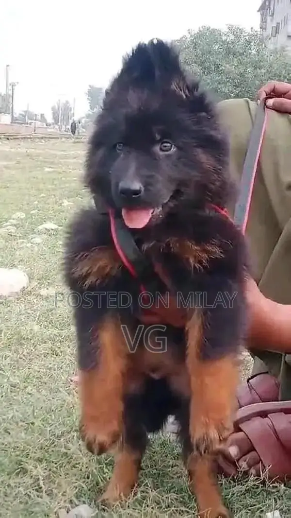German shepherd puppies  my WhatsApp number
