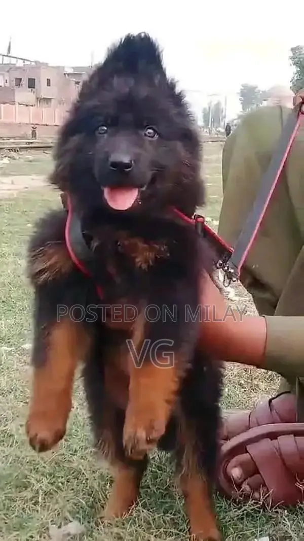 German shepherd puppies  my WhatsApp number