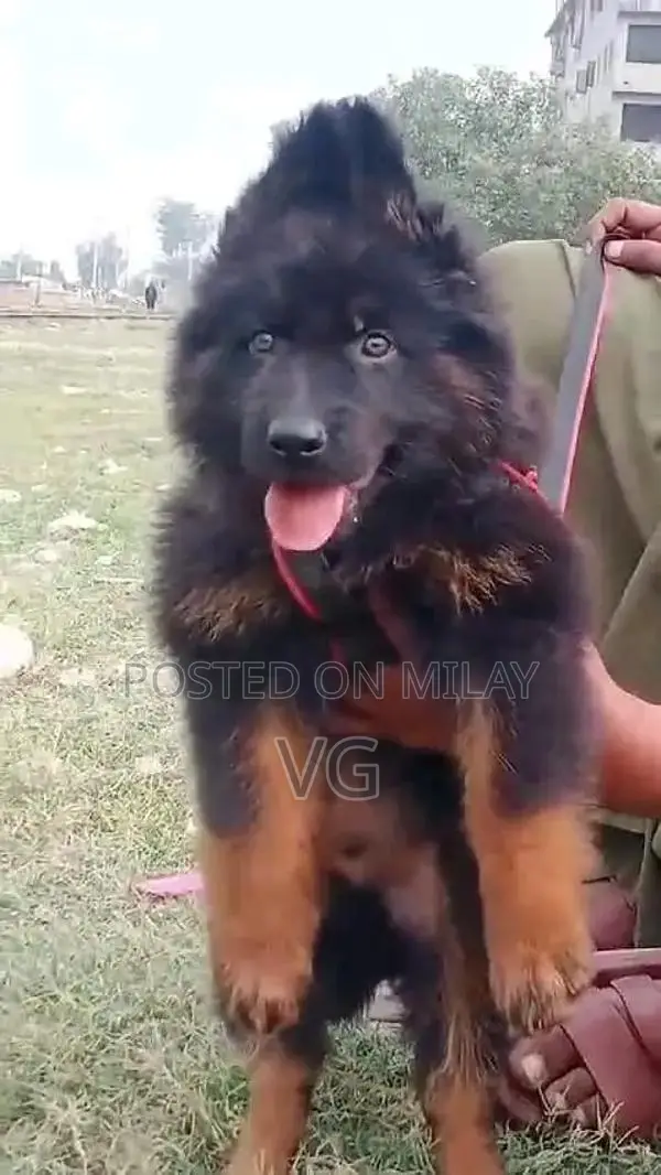 German shepherd puppies  my WhatsApp number