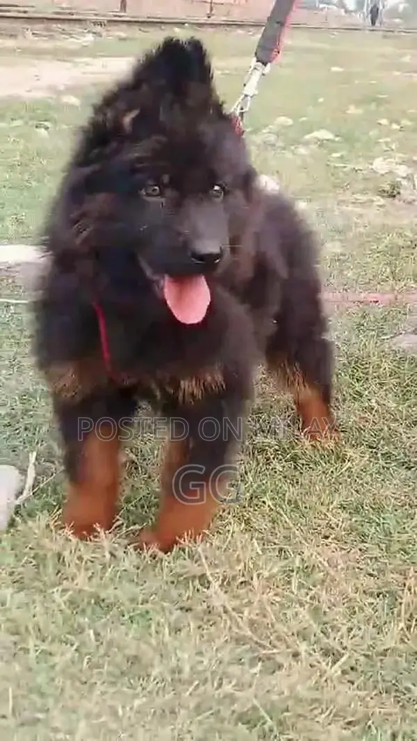 German shepherd puppies  my WhatsApp number