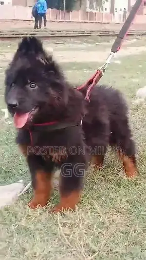 German shepherd puppies  my WhatsApp number
