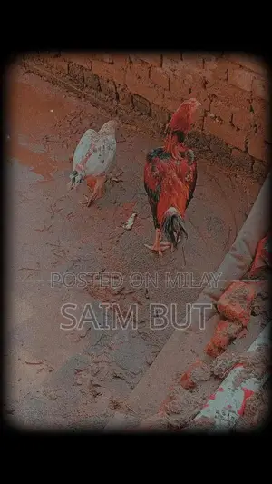 Photo - murgi for sale