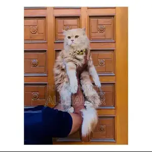 Photo - Persian hamalian british punch face piki face cat's