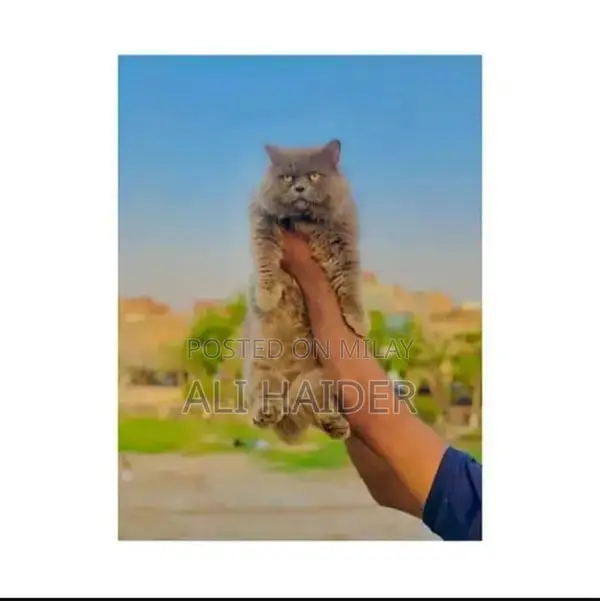 Persian hamalian british punch face piki face cat's