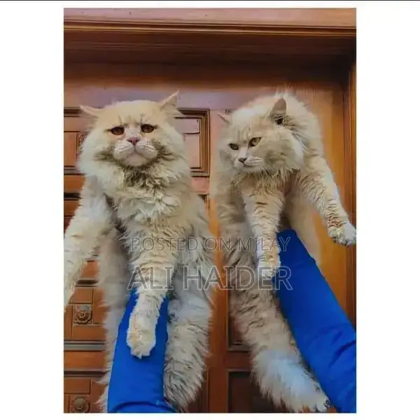 Persian hamalian british punch face piki face cat's