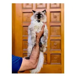 Persian hamalian british punch face piki face cat's