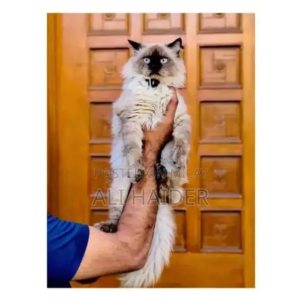 Persian hamalian british punch face piki face cat's