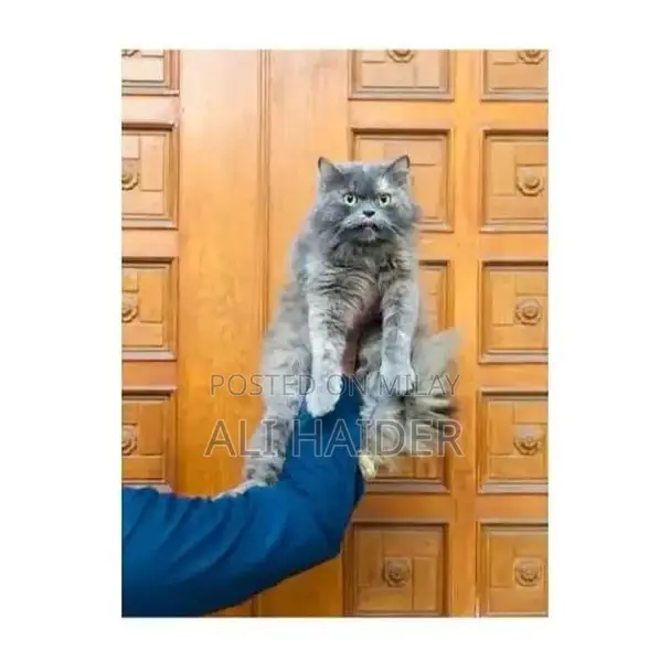 Persian hamalian british punch face piki face cat's