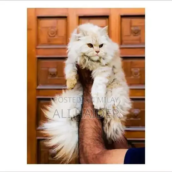 Persian hamalian british punch face piki face cat's