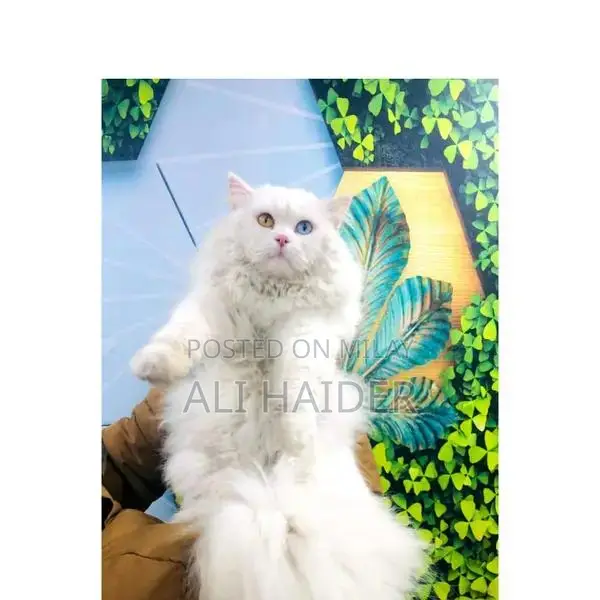 Persian hamalian british punch face piki face cat's