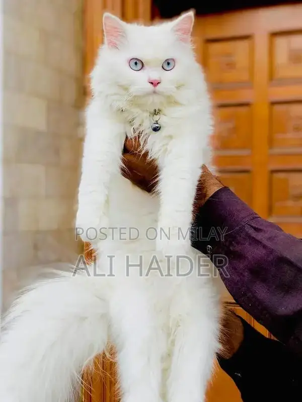 Persian hamalian british punch face piki face cat's