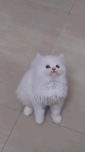 Photo - Premium Persian Kitten - Vaccinated and Litter Trained