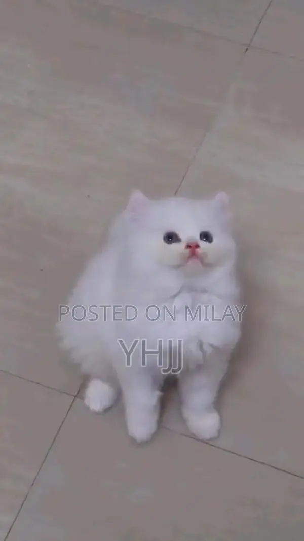 Premium Persian Kitten - Vaccinated and Litter Trained