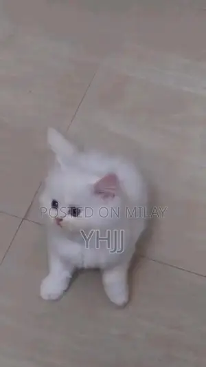 Premium Persian Kitten - Vaccinated and Litter Trained