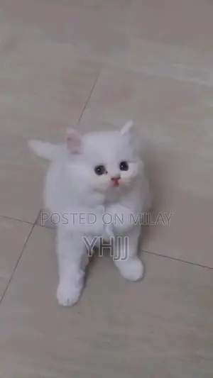 Premium Persian Kitten - Vaccinated and Litter Trained