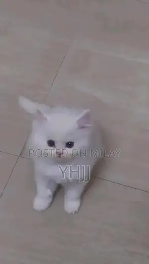 Premium Persian Kitten - Vaccinated and Litter Trained