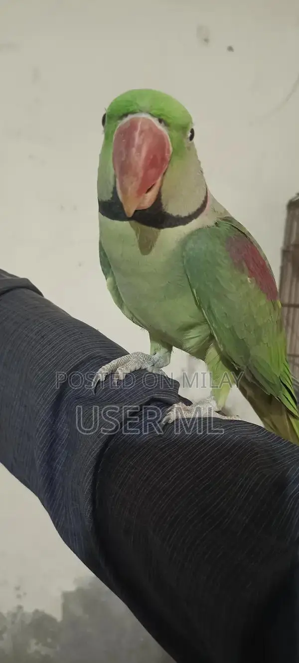 Male Nail Tail Fly Raw Teme Accessory