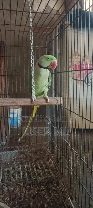 Male Nail Tail Fly Raw Teme Accessory