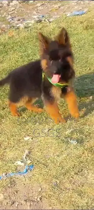 Photo - German shepherd puppies  my WhatsApp number