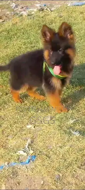 German shepherd puppies  my WhatsApp number