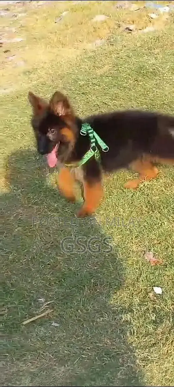 German shepherd puppies  my WhatsApp number