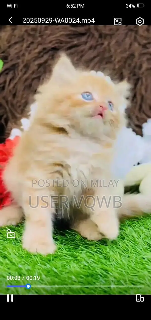 Persian Punch Face Cats and Kittens - Multiple Colors Available