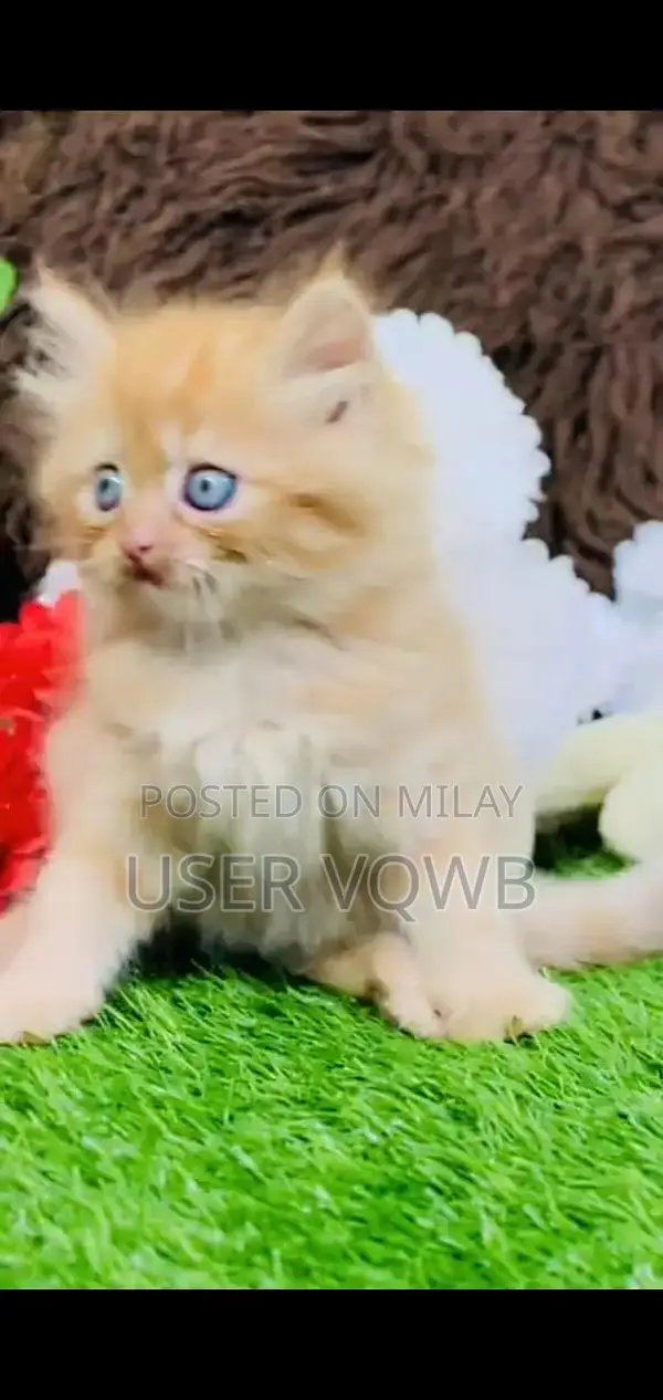 Persian Punch Face Cats and Kittens - Multiple Colors Available