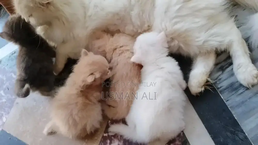 Persian cats