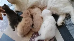 Persian cats