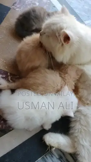 Persian cats
