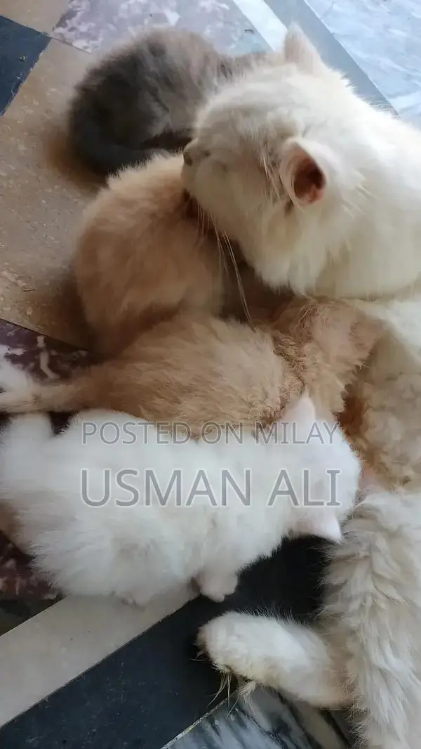 Persian cats