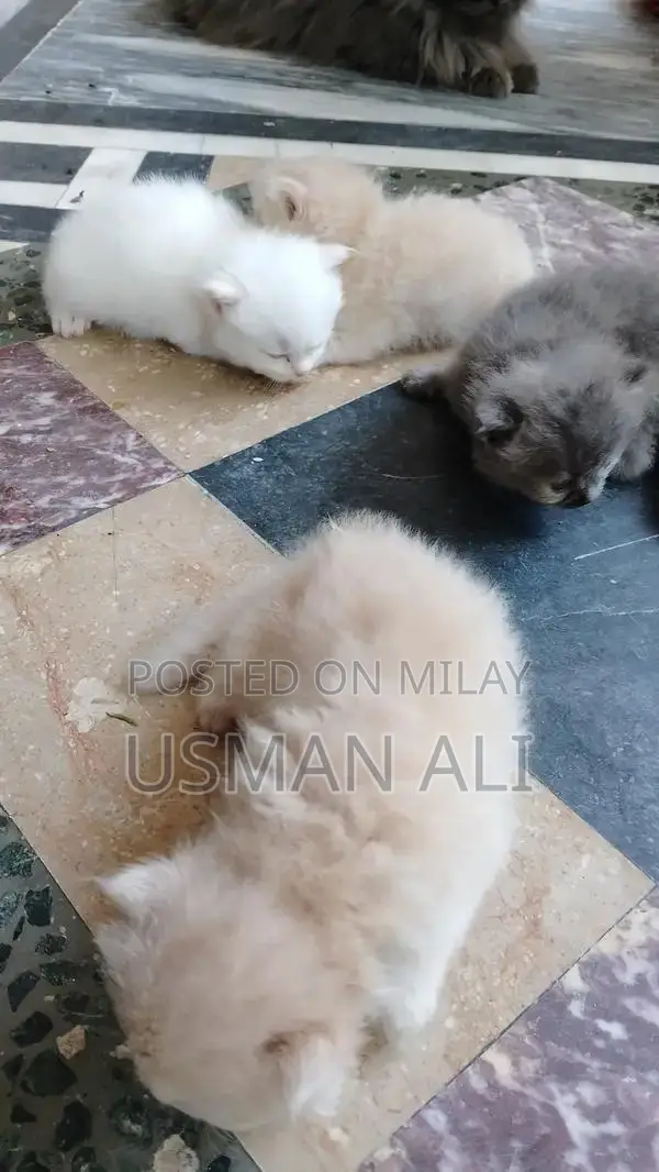 Persian cats