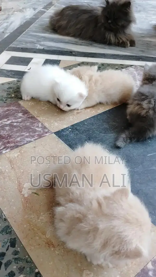 Persian cats