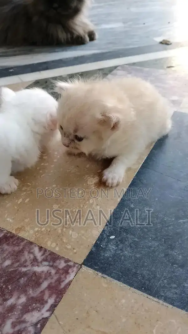 Persian cats