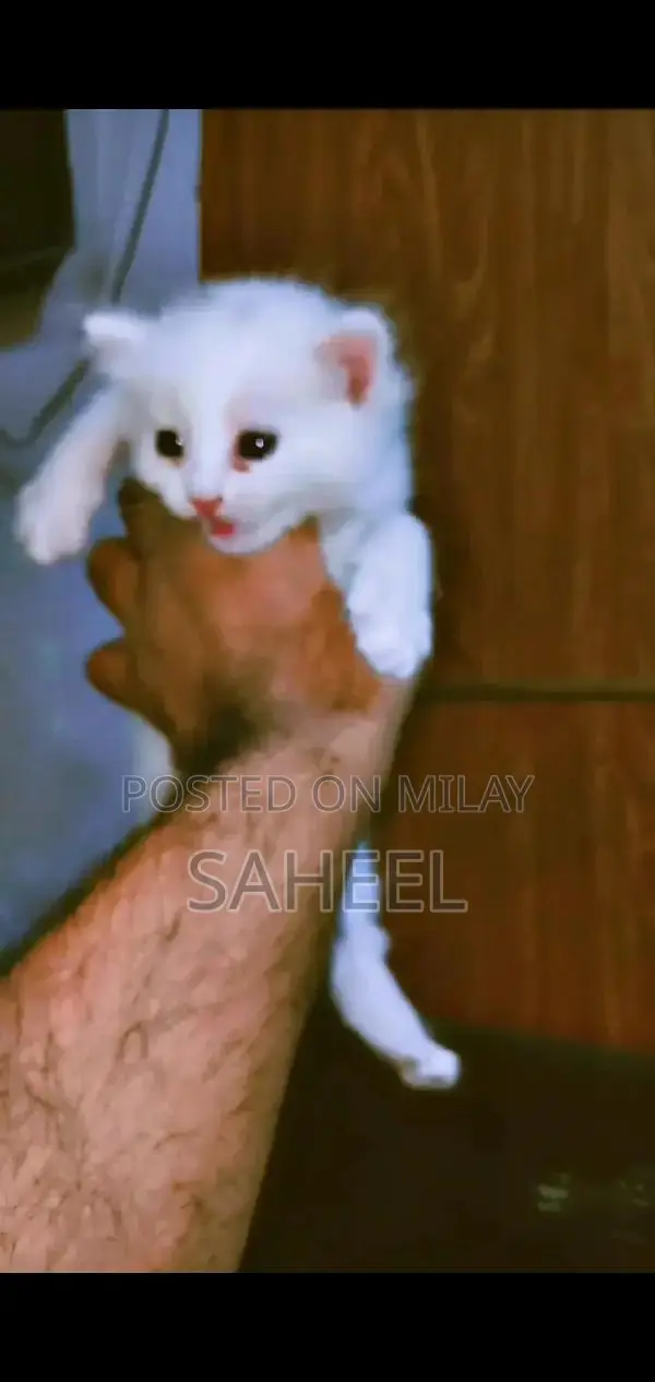 Adorable Kitten with Unique Coat and Charming Personality