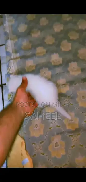 Adorable Kitten with Unique Coat and Charming Personality