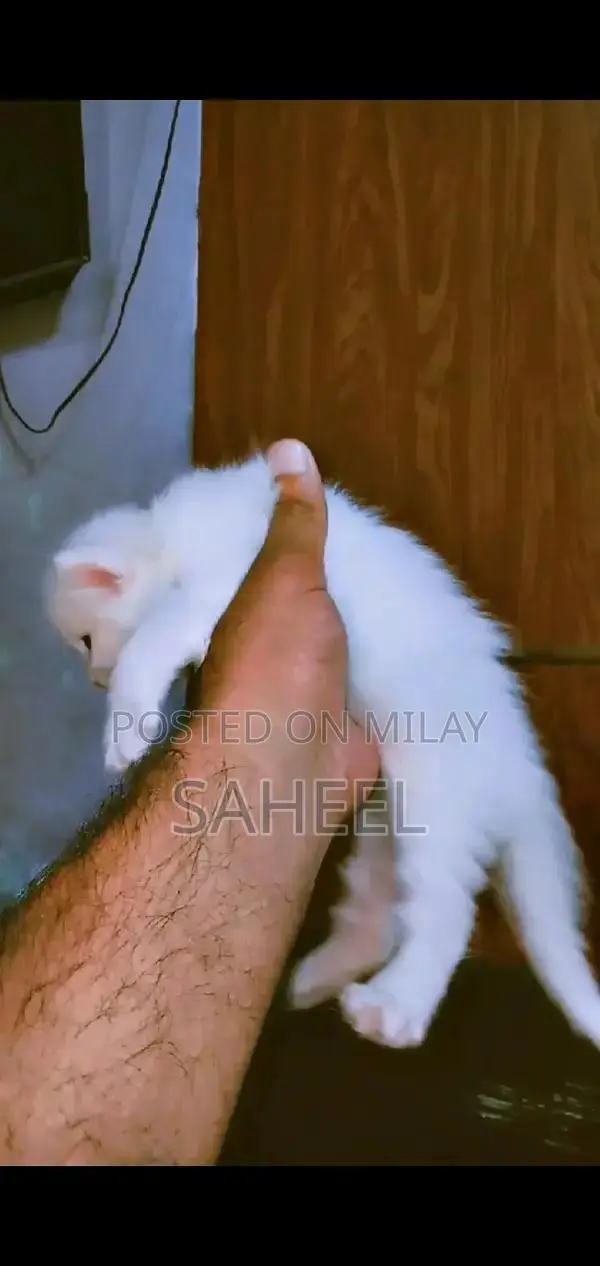 Adorable Kitten with Unique Coat and Charming Personality